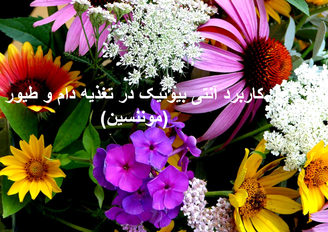 دانلود پاورپوینت کاربرد آنتی بیوتیک در تغذیه دام و طیور